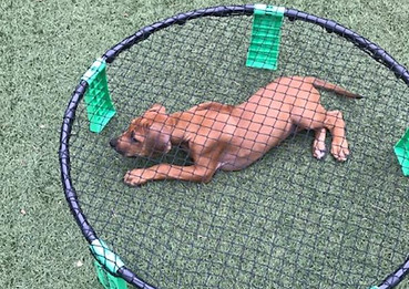 Savannah Ridgebacks