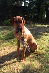 Savanna Ridgebacks