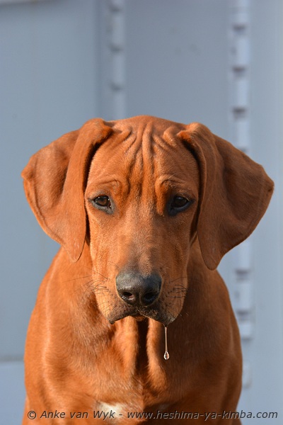 Savanna Ridgebacks logo