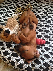 Savanna Ridgebacks