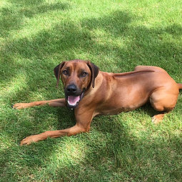 Rhodesian Ridgeback