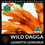 Thumbnail: Leonotis leonurus Wild Dagga flowering plant with rich orange blooms, available for purchase online