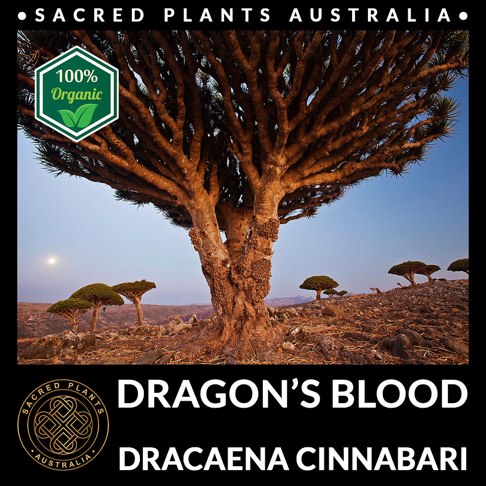 Thumbnail: Mature Socotra Dragon Blood Tree Dracaena cinnabari, source of true Dragon’s Blood Resin