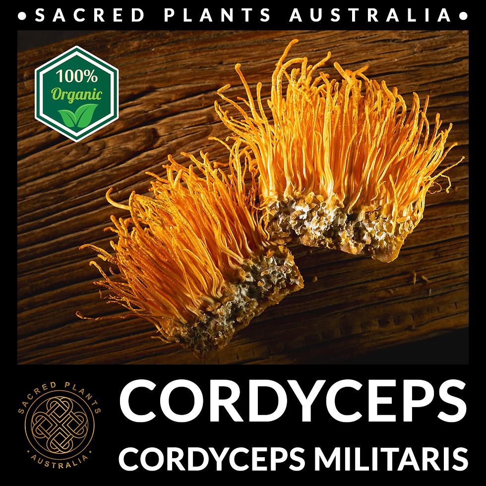 Thumbnail: Cordyceps militaris fruiting body authentic adaptogen mushroom for traditional wellness practices