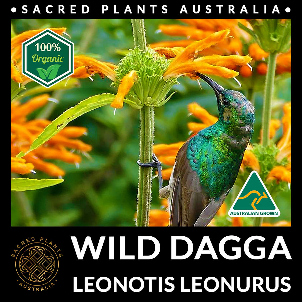 Thumbnail: Leonotis leonurus Wild Dagga seeds and flowering plant for sale, fast-growing and drought-resistant
