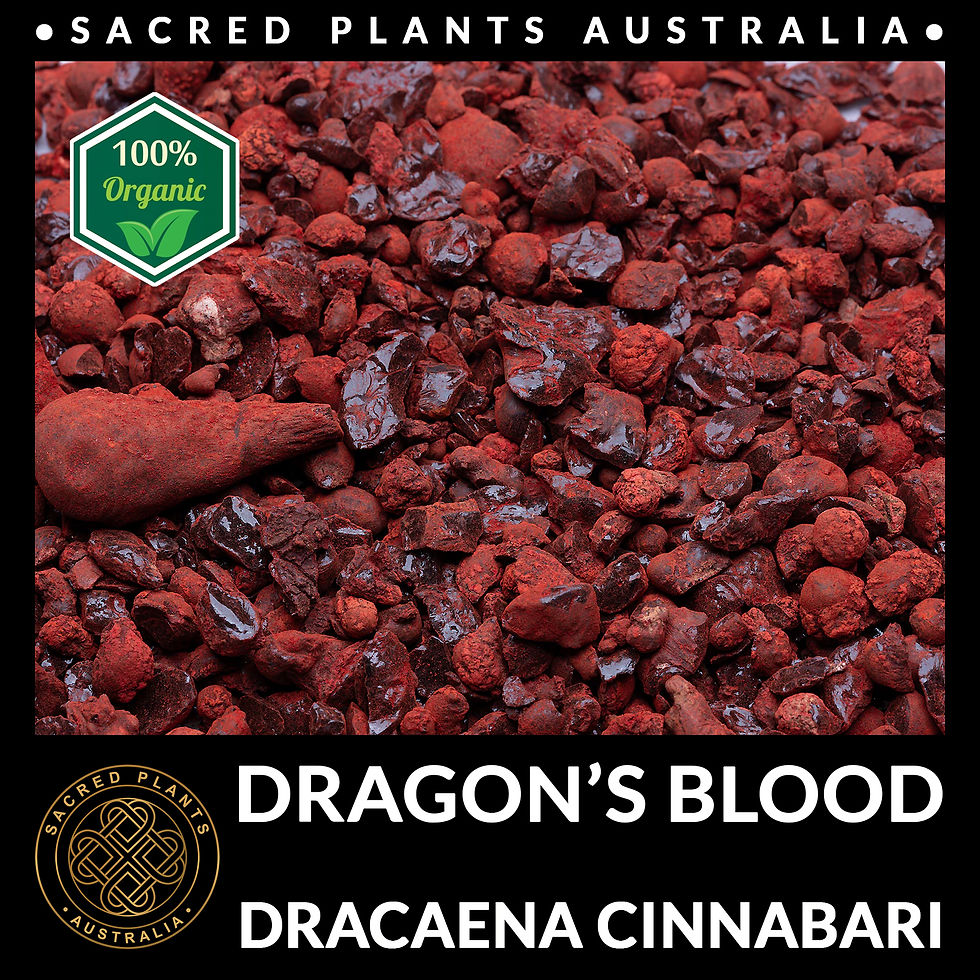 Thumbnail: Organic Dragon’s Blood Resin tears from Dracaena cinnabari, true Socotra resin from Yemen