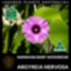 Thumbnail: Front-facing shot of a Hawaiian Baby Woodrose flower in full bloom.