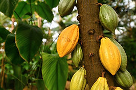 Via-Verde-3-Main-Cacao-Varieties-Featured.jpg