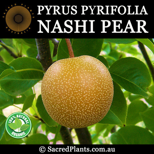 NASHI PEAR Hosui Seeds Pyrus pyrifolia Sacred Plants