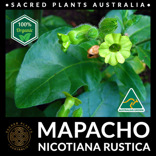 where tobacco originated Tobacco use dates back 12,300 years where tobacco originated Tobacco use dates back 12,300 years