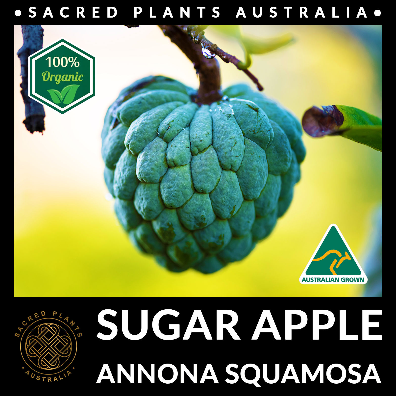100% organic Sugar Apple Seeds (Annona squamosa), Australian grown for healthy tropical gardens.