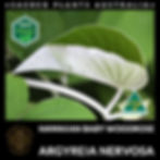 Thumbnail: HBWR leaf front and back comparison, highlighting differences in texture.