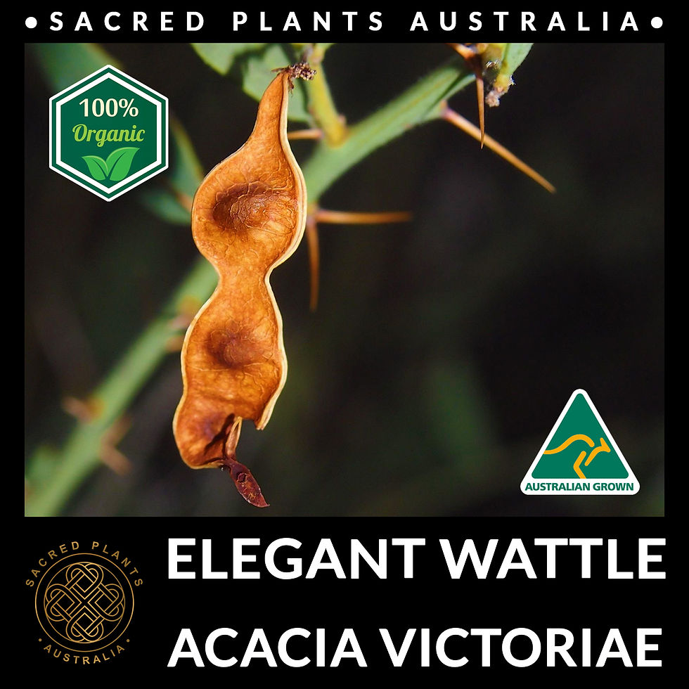 Thumbnail: Elegant Wattle (Acacia victoriae) plant featuring spikes and seed pods ready for collection.
