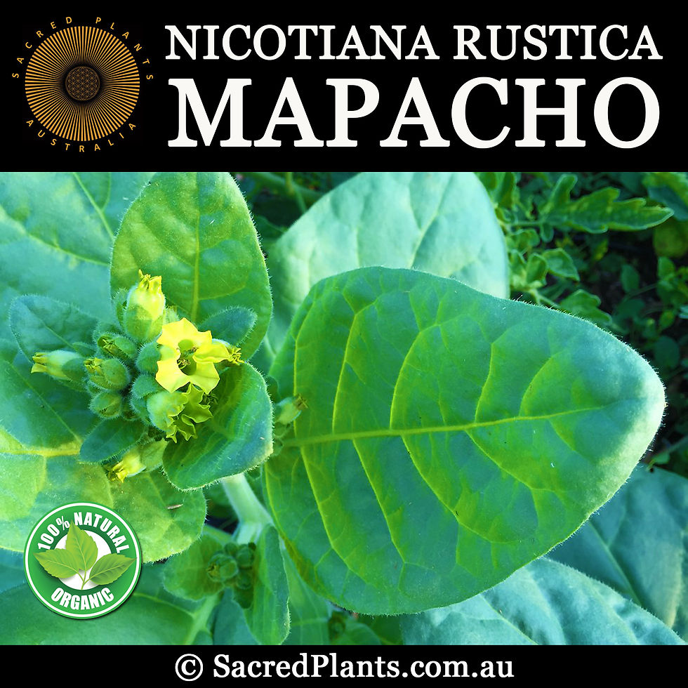 MAPACHO Seeds | Nicotiana rustica | Sacred Plants