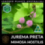 Thumbnail: Beautiful shot of Mimosa Hostilis flowers and leaves, capturing the plant’s organic beauty in full.