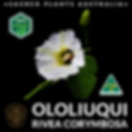 Close-up of Ololiuqui (Rivea corymbosa) flowers in full bloom, showcasing delicate white petals and vibrant green leaves.