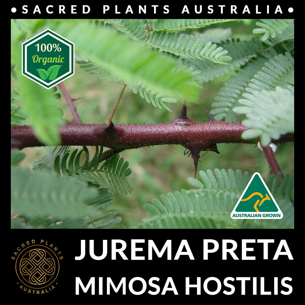 Thumbnail: Sharp focus on the thorns of a Mimosa Hostilis branch, showcasing its unique protective features.