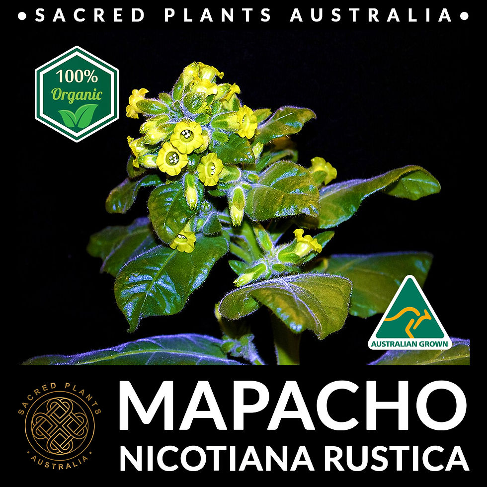 MAPACHO Seeds | Nicotiana rustica | Sacred Plants