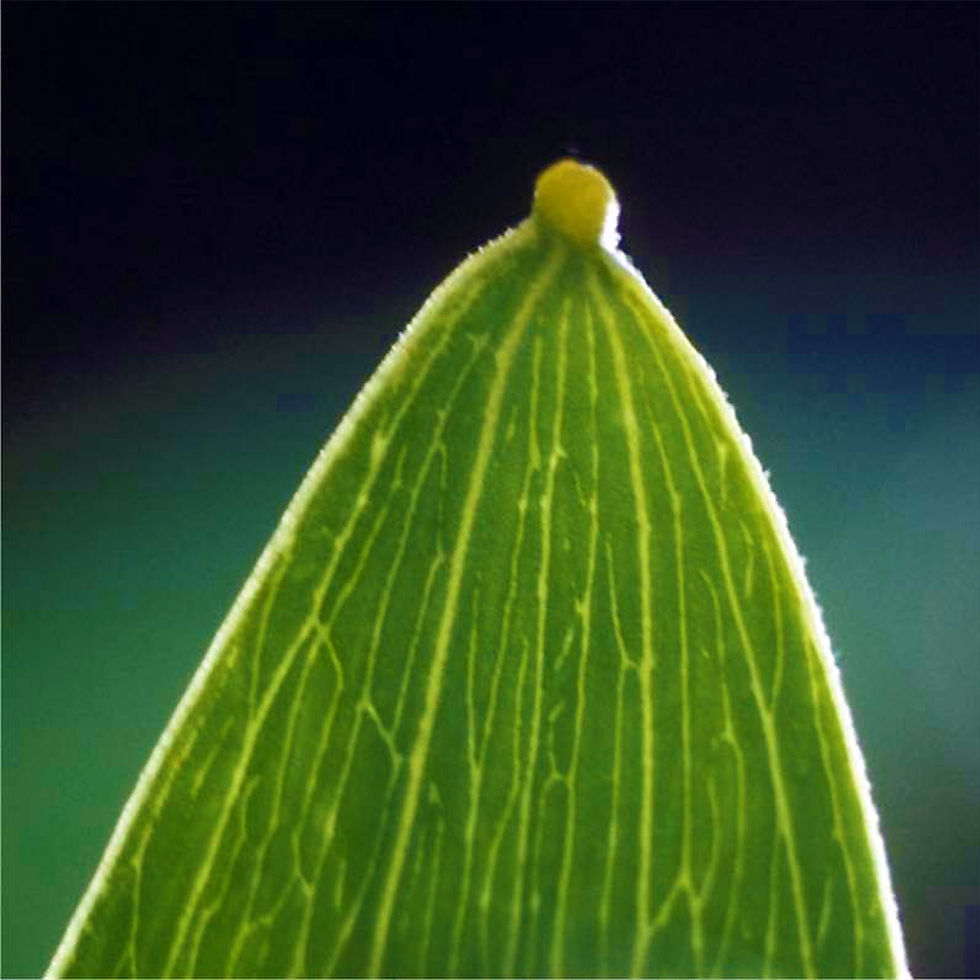 Thumbnail: Extreme close-up of a Cole's Wattle (Acacia colei) phyllode, showing its fine texture and veins.