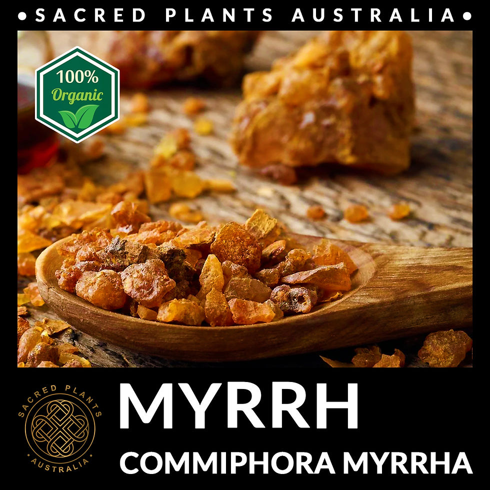 Thumbnail: Raw Myrrh Resin from Commiphora myrrha, known for its potent healing properties and calming aroma.