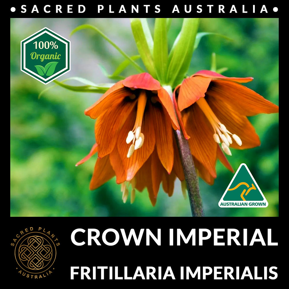 Thumbnail: Fritillaria imperialis garden showcase See how these elegant flowers transform any outdoor space.