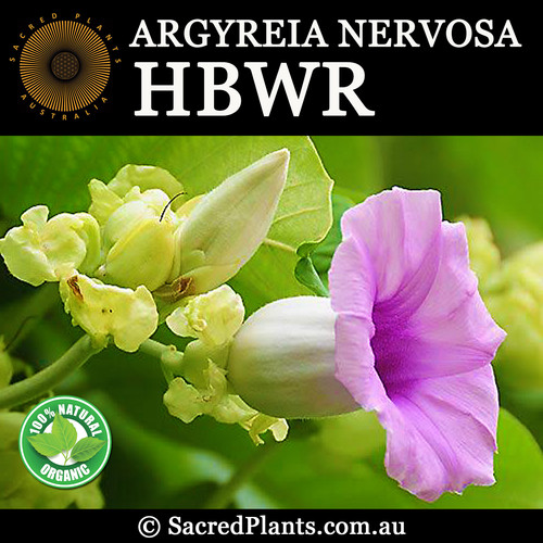 HAWAIIAN BABY WOODROSE Seeds | Agyreia nervosa | Sacred Plants