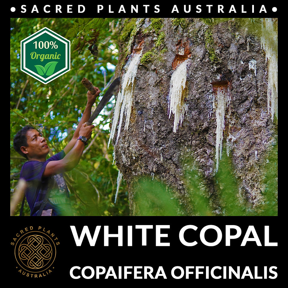 Thumbnail: White Copal Resin incense for purification and spiritual healing