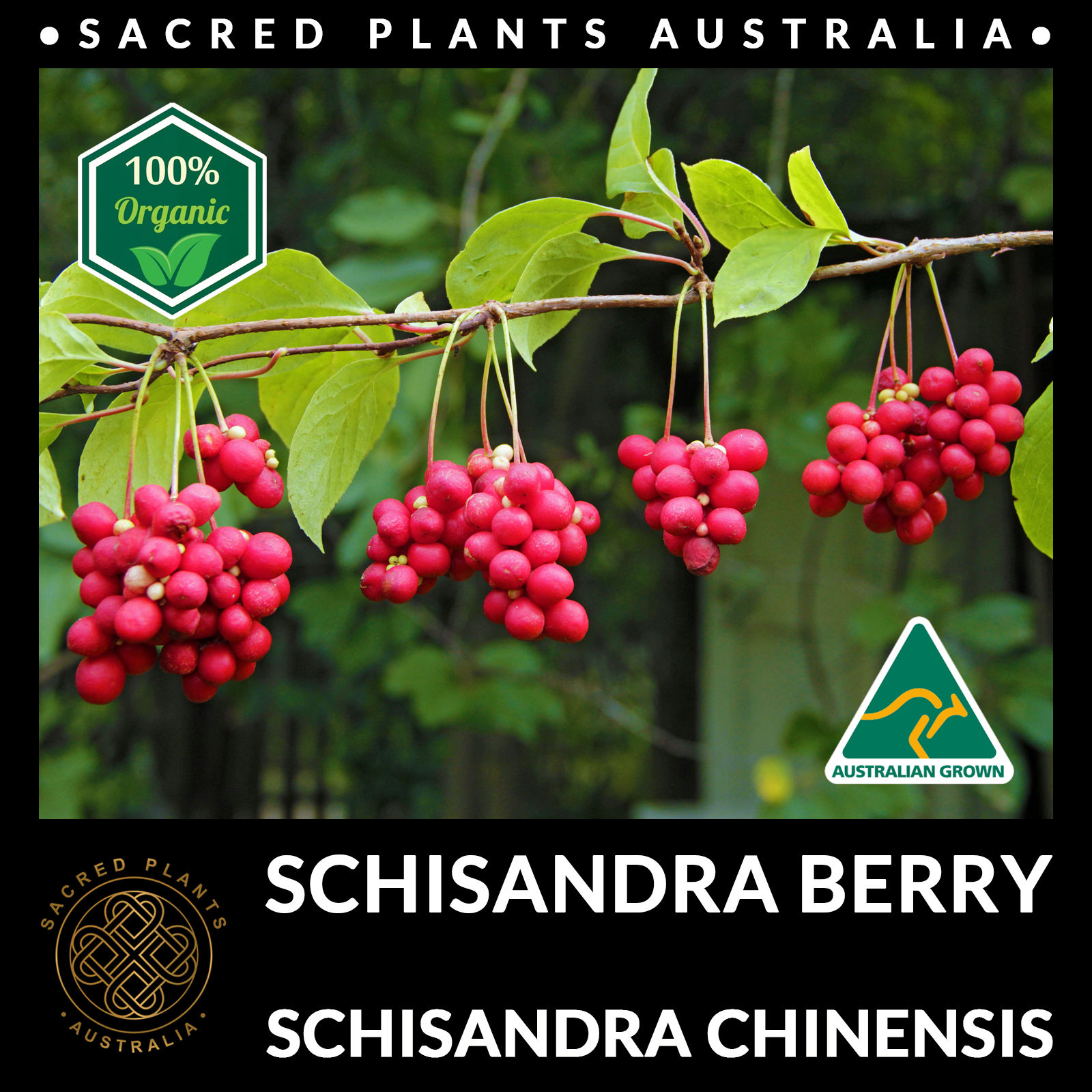 Schisandra Berry vine with clusters of red berries, showcasing the vibrant fruit in a natural setting.