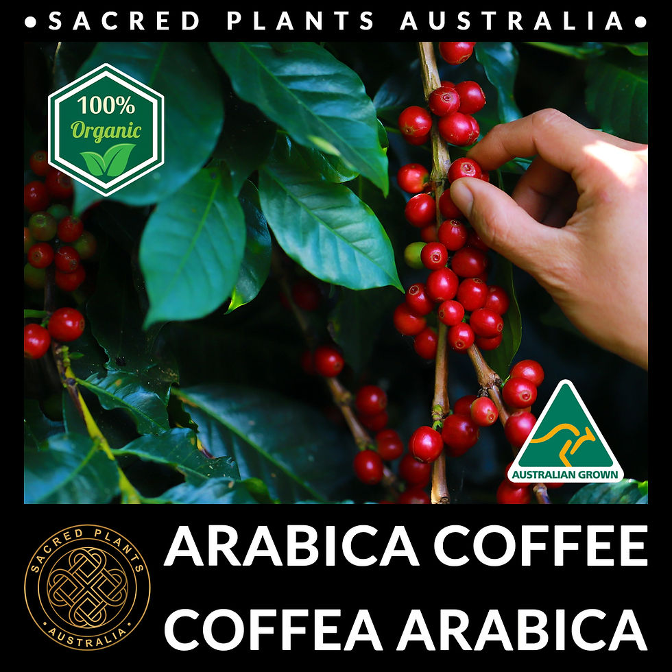 Hand harvesting ripe red Arabica coffee cherries from a lush coffee plant with green leaves
