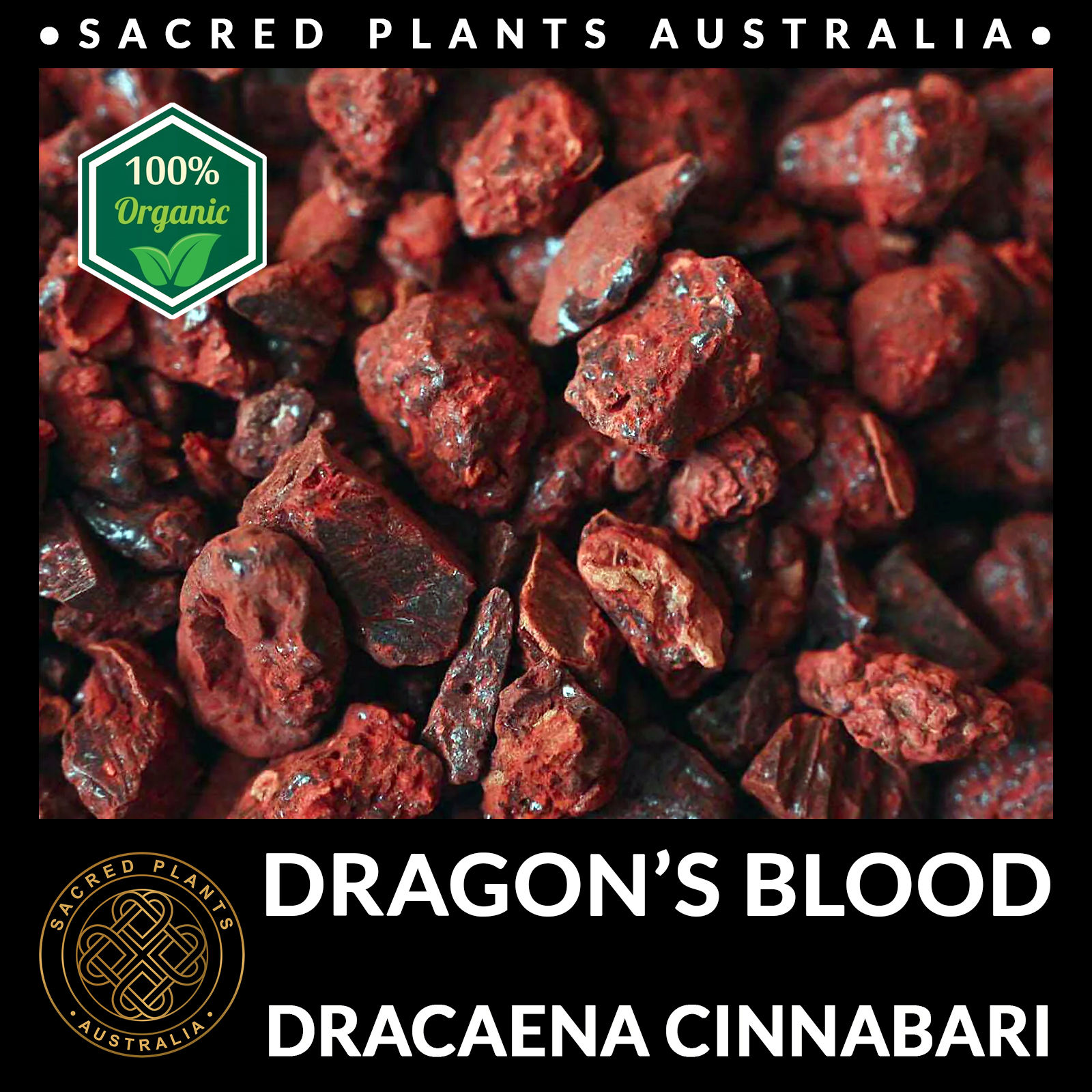 Organic Dragon’s Blood Resin tears from Dracaena cinnabari, true Socotra resin from Yemen