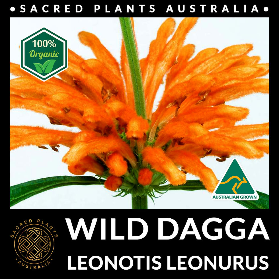 Thumbnail: Orange-flowered Wild Dagga Leonotis leonurus in sunlight, a top choice for home herbal gardens
