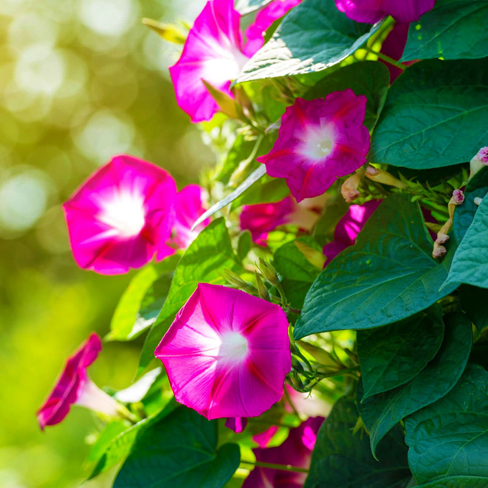 Thumbnail: Vibrant scarlet red blossoms of Scarlet O'Hara’s Morning Glory in a garden