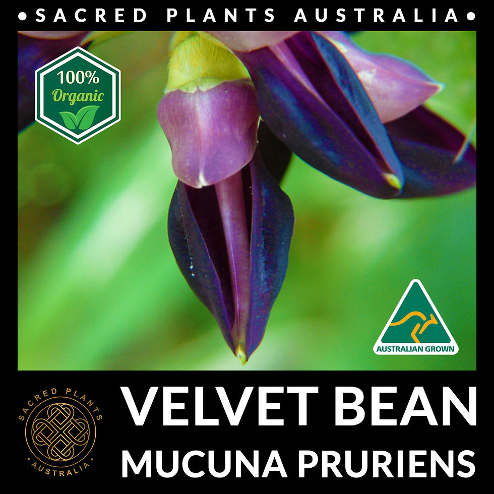 Thumbnail: Detailed close-up of a single Mucuna pruriens flower