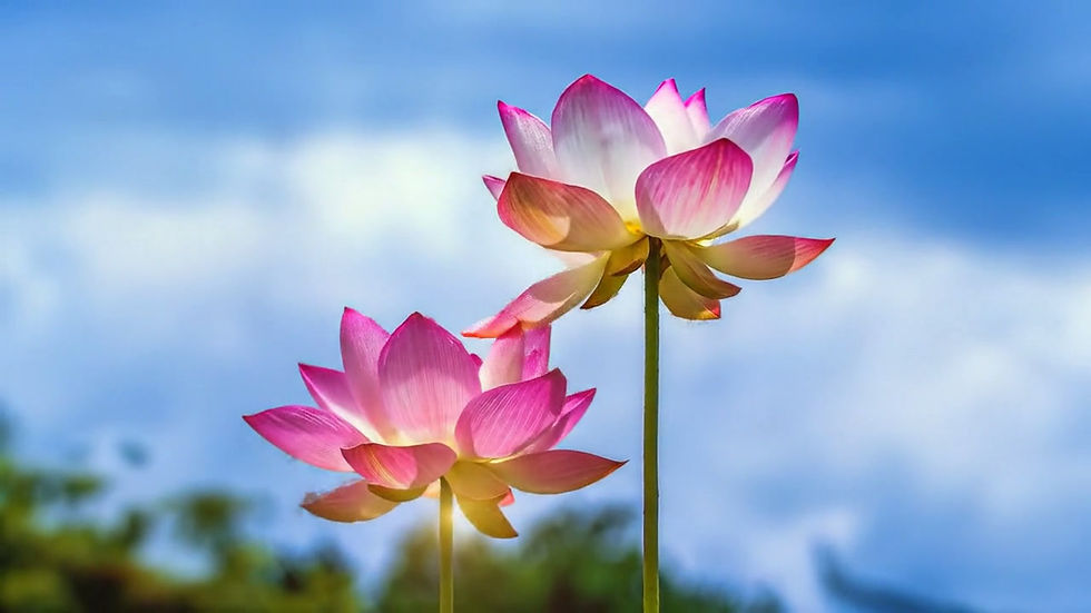 Thumbnail: SACRED LOTUS Seeds | Nelumbo nucifera