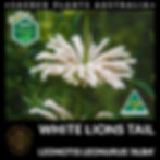 White Lion’s Tail Leonotis leonurus Alba flowering plant with tall stems and white tubular blooms