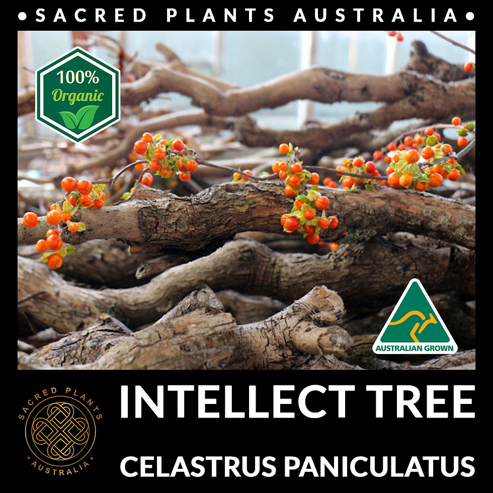 Thumbnail: Fresh Intellect Tree seeds resting on a wooden trunk, ready for harvesting, showcasing their vibrant colour and texture.