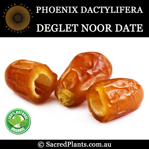 DEGLET NOOR DATE Seeds Phoenix dactylifera Sacred Plants