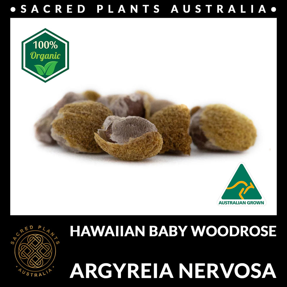 Hawaiian Baby Woodrose seeds with fuzzy coats on a white background.