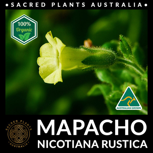 tobacco plants for sale australia MAPACHO Seeds tobacco plants for sale australia MAPACHO Seeds