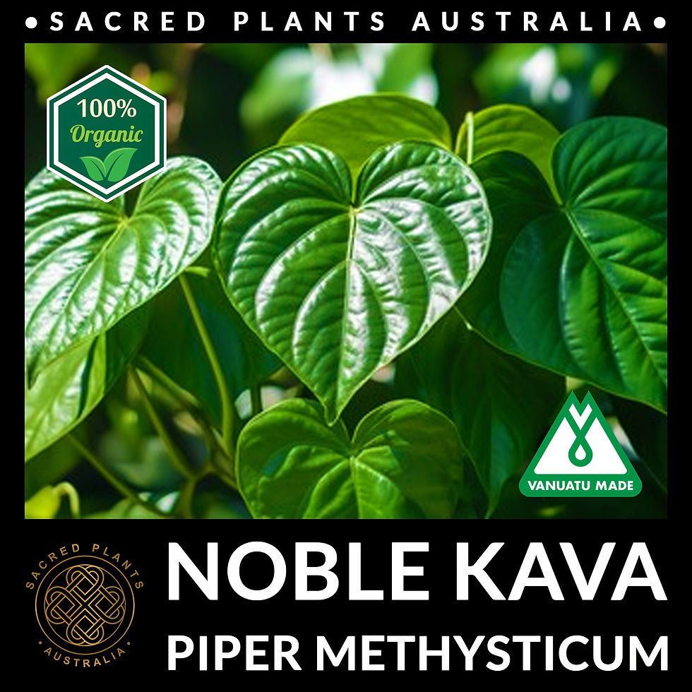 Thumbnail: Glossy green kava plant leaves with prominent heart shaped veins in tropical light