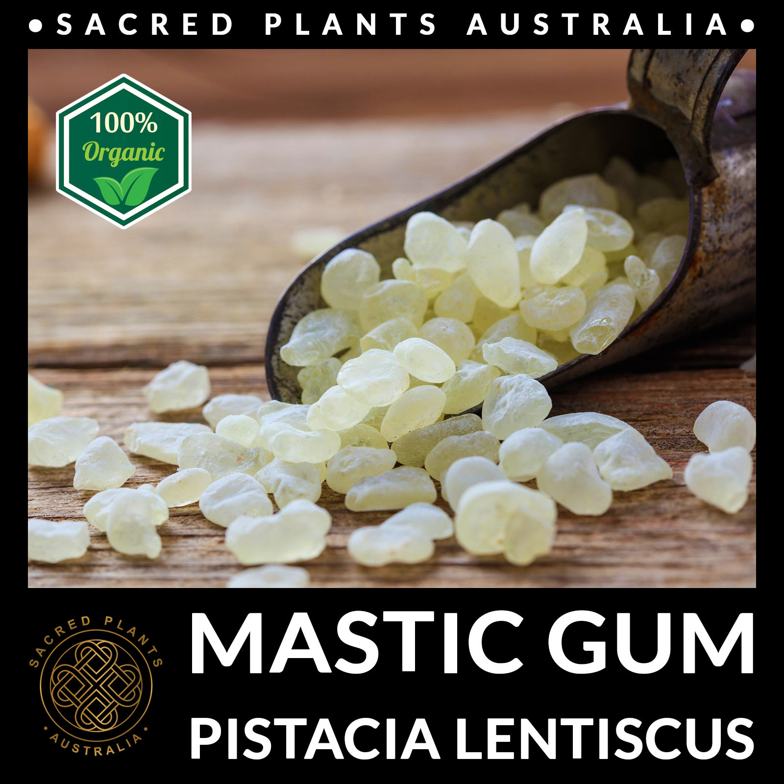 Metal Scoop with Mastic Gum Resin Spilling Out Fresh Pure Chios Mastic Tears for Health and Wellness