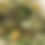Thumbnail: Dandy Mint