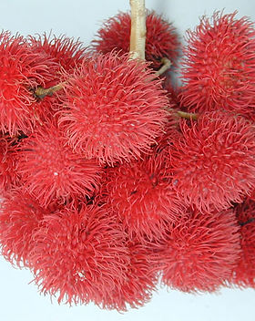 Rambutan_Fruit.jpg