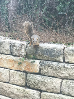 Campus Squirrel