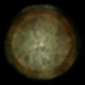 ROOTS_3.jpg