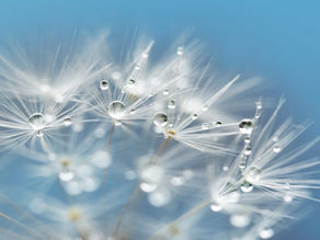 DER TANZ DER GEGENSÄTZE