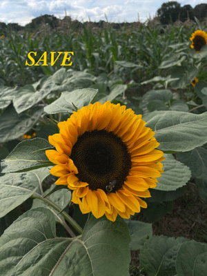 sustainability.gif