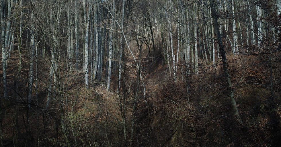 Roots still (14).jpg