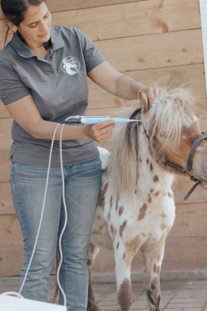 Wundheilung Störung Tierarzt Pferd