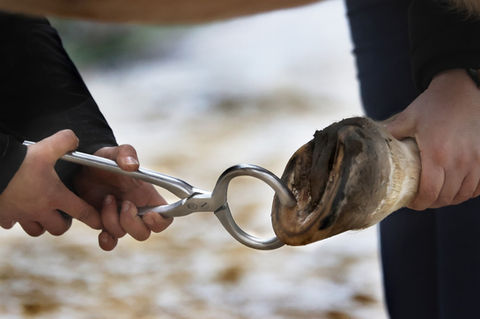 Hufgeschwür Lahmheit PferdFahrpraxis Tierarzt mobil